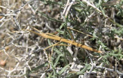 MigrationHike_026 Look! A walking stick!