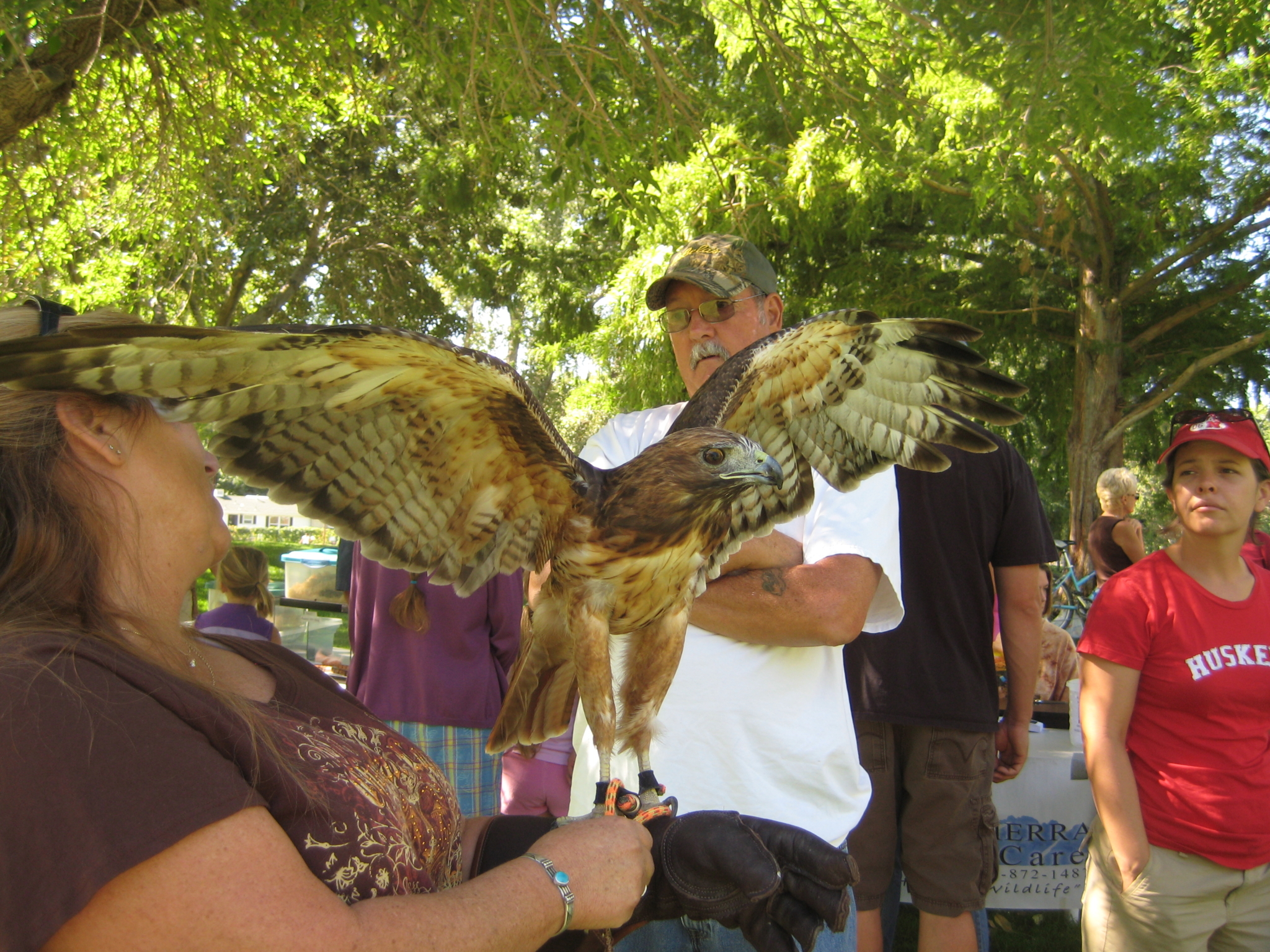 Karma the Red Tailed Hawk made a guest appearance with the Eastern Sierra Wildlife Care. Karma the Red Tailed Hawk made a guest appearance with the Eastern Sierra Wildlife Care.