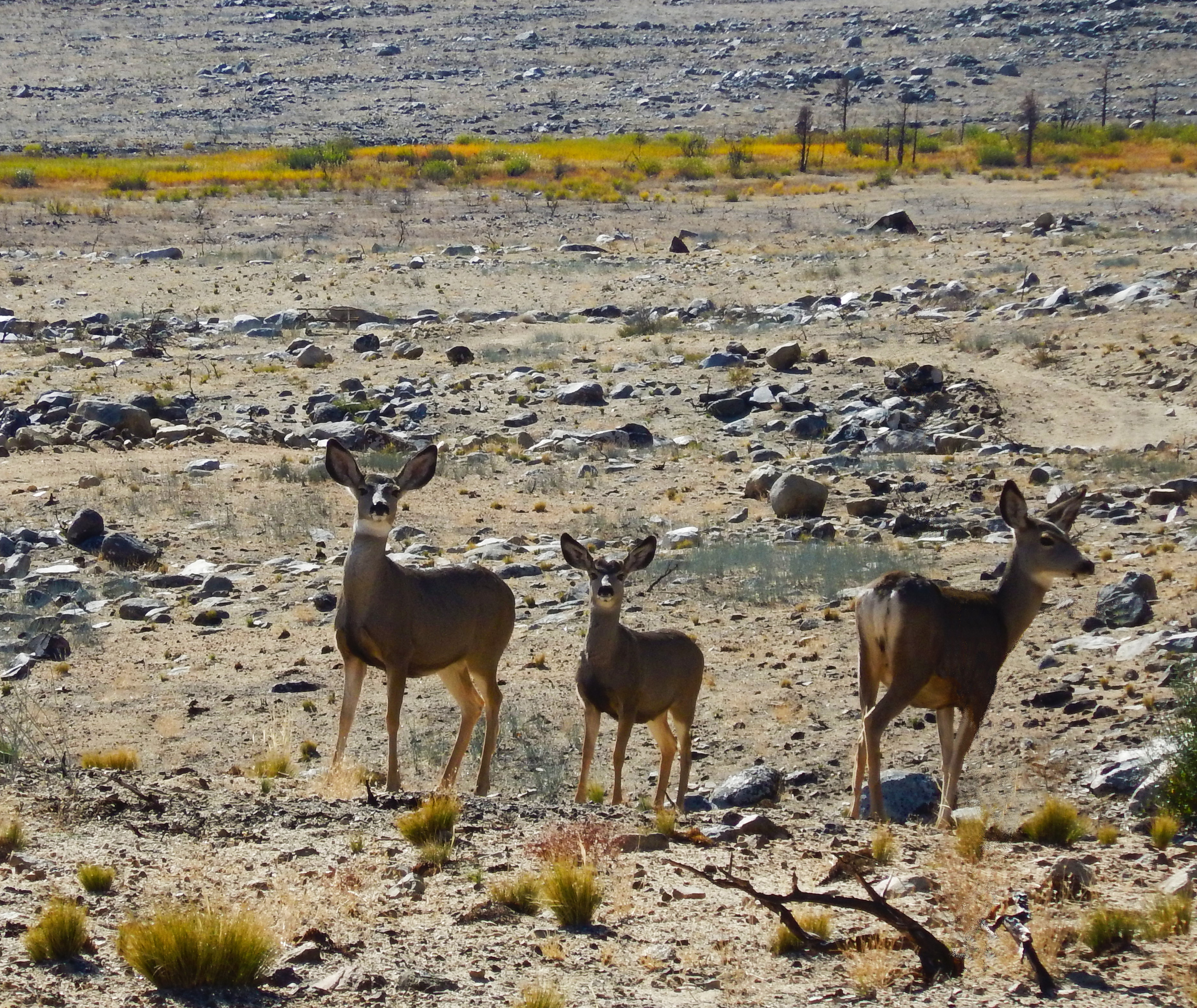 Mule Deer in Migration Corridor 1
