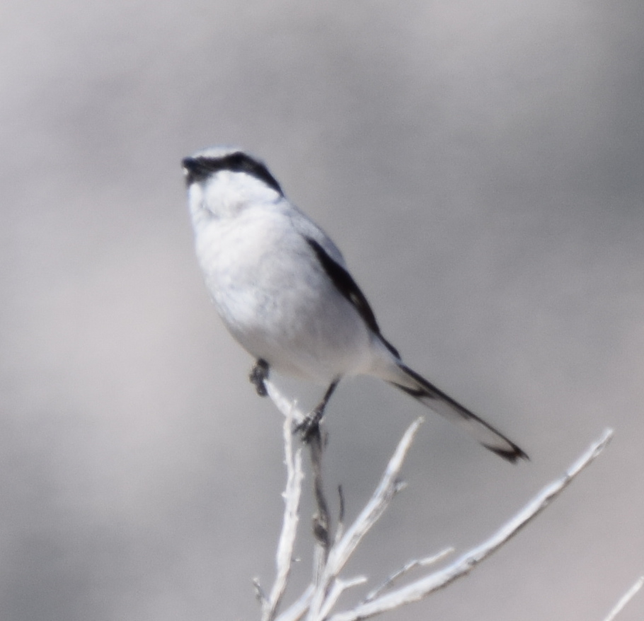 Recently seen at the Black Lake Preserve: a Loggerhead Shrike, a songbird that likes to spear its meal on barbed wire before dining.