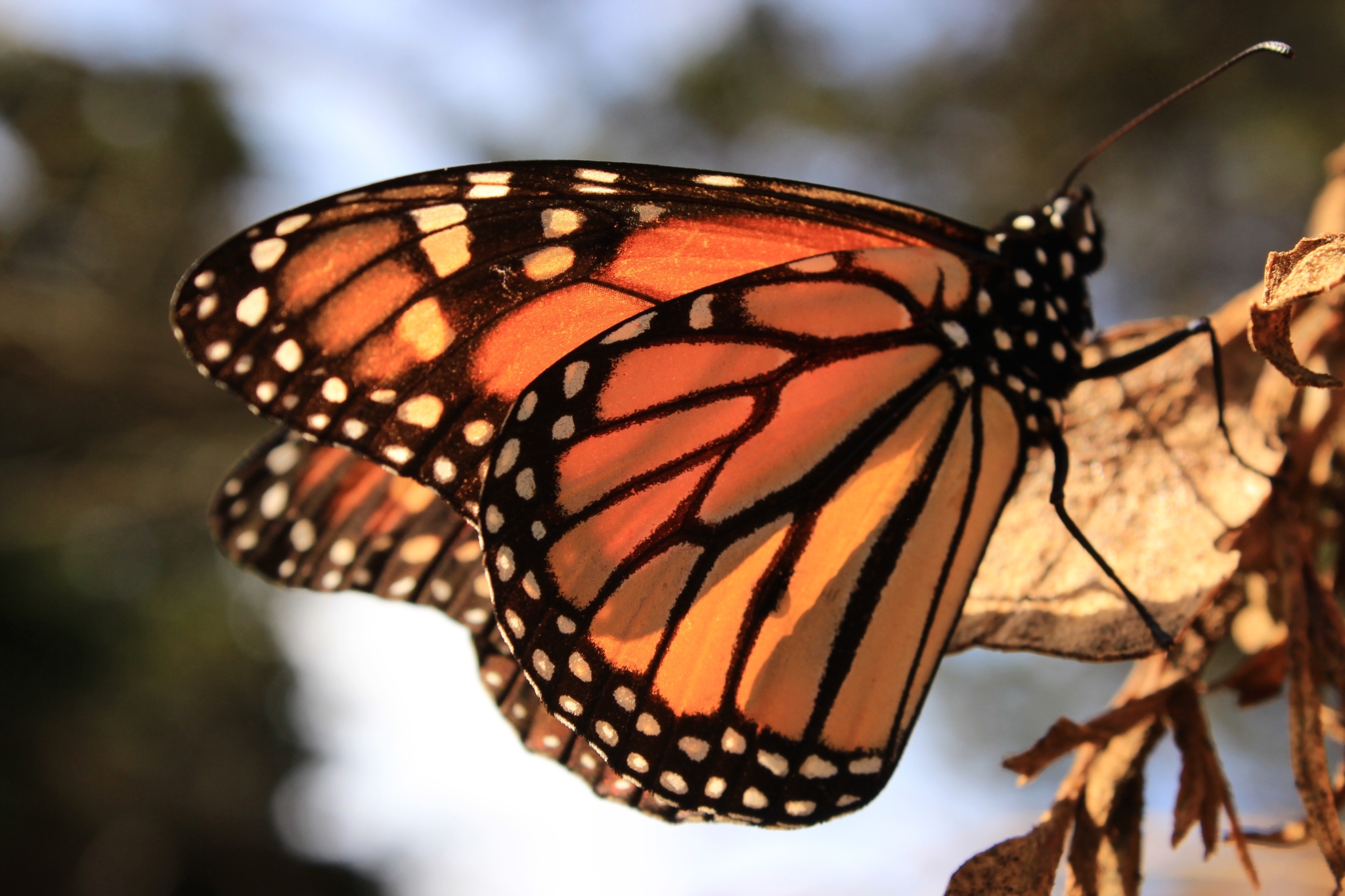 A closeup of a Monarch butterfly on a dry leaf.