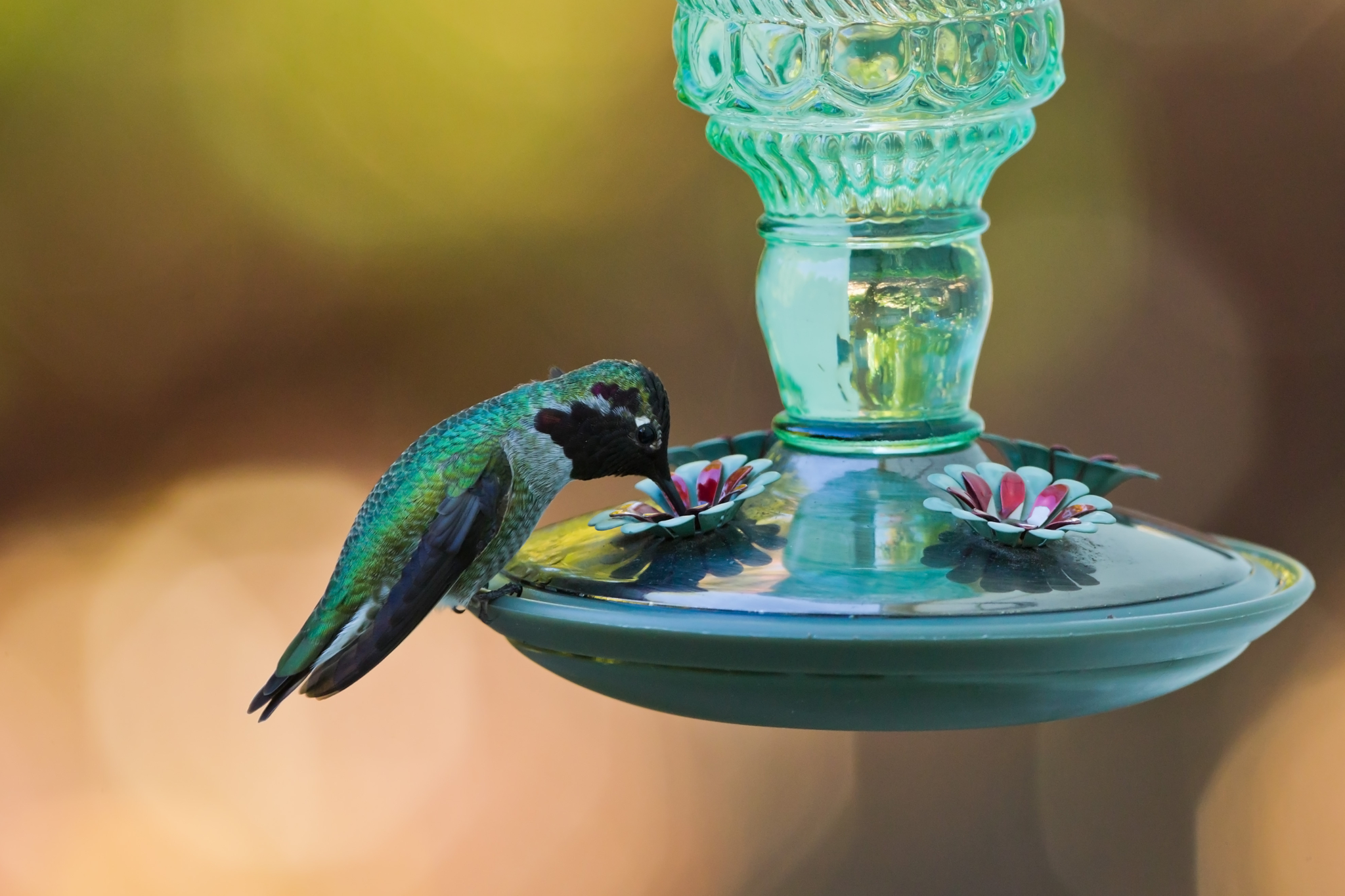 Side view of hummingbird's sitting on a bird feeder.