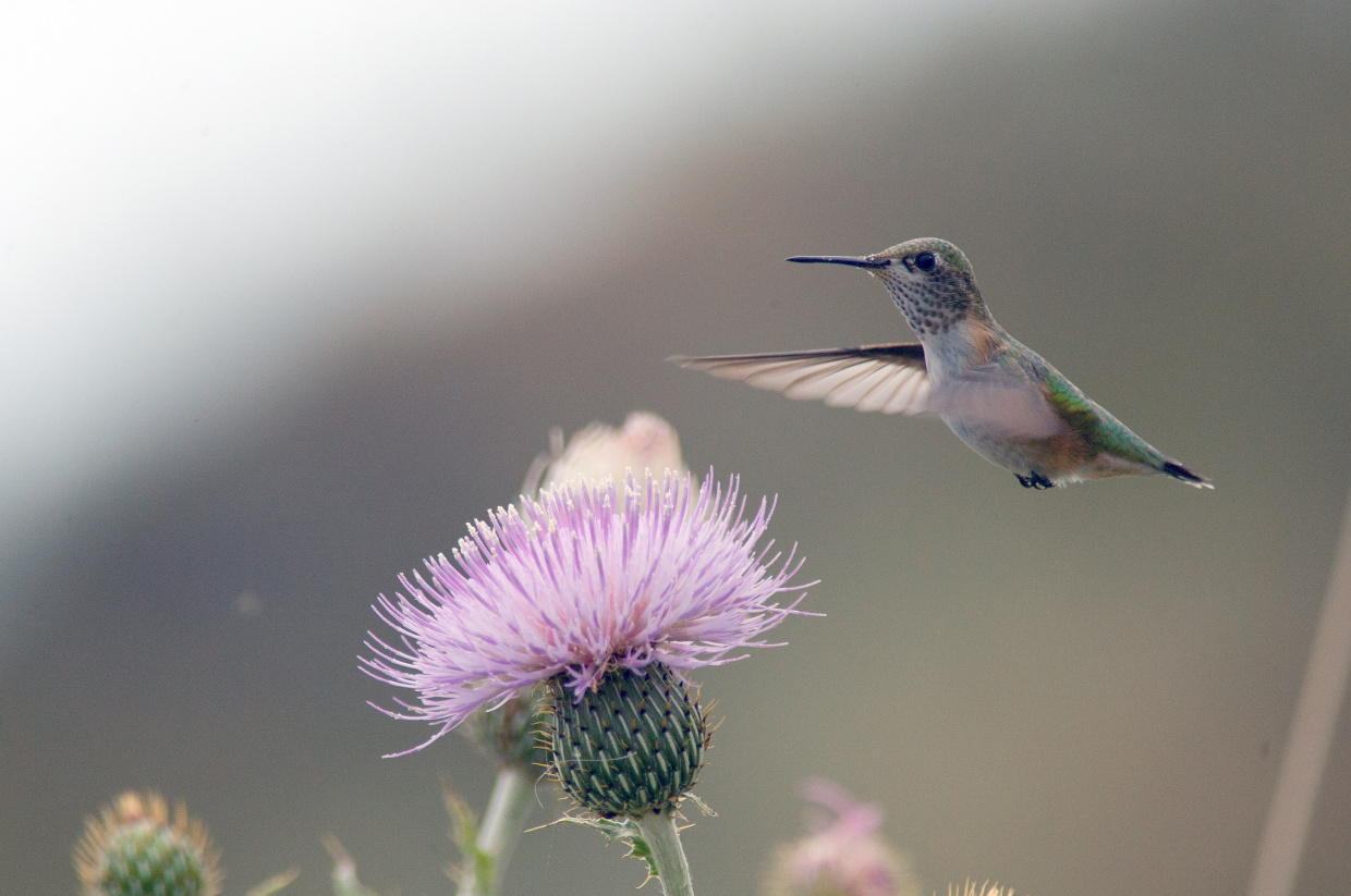 Calliope Hummingbird and thistle flower
