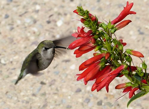 Hummingbird at penstemon blooms