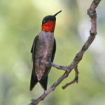 Ruby-throated Humminbird