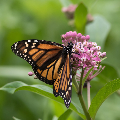 National Pollinator Week 2021 - Eastern Sierra Land Trust