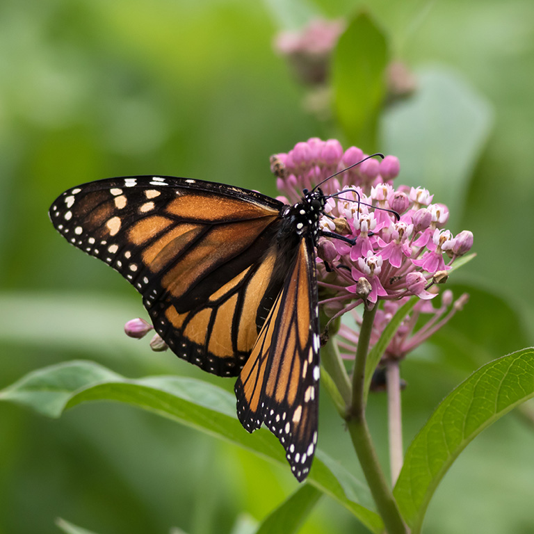 Monarch Butterfly (Danaus Plexippus), a member of the Nymphalida