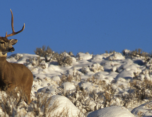 Round Valley Mule Deer Migration Corridor