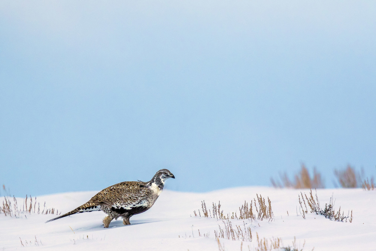 Sage Grouse, Icon of the West - Eastern Sierra Land Trust
