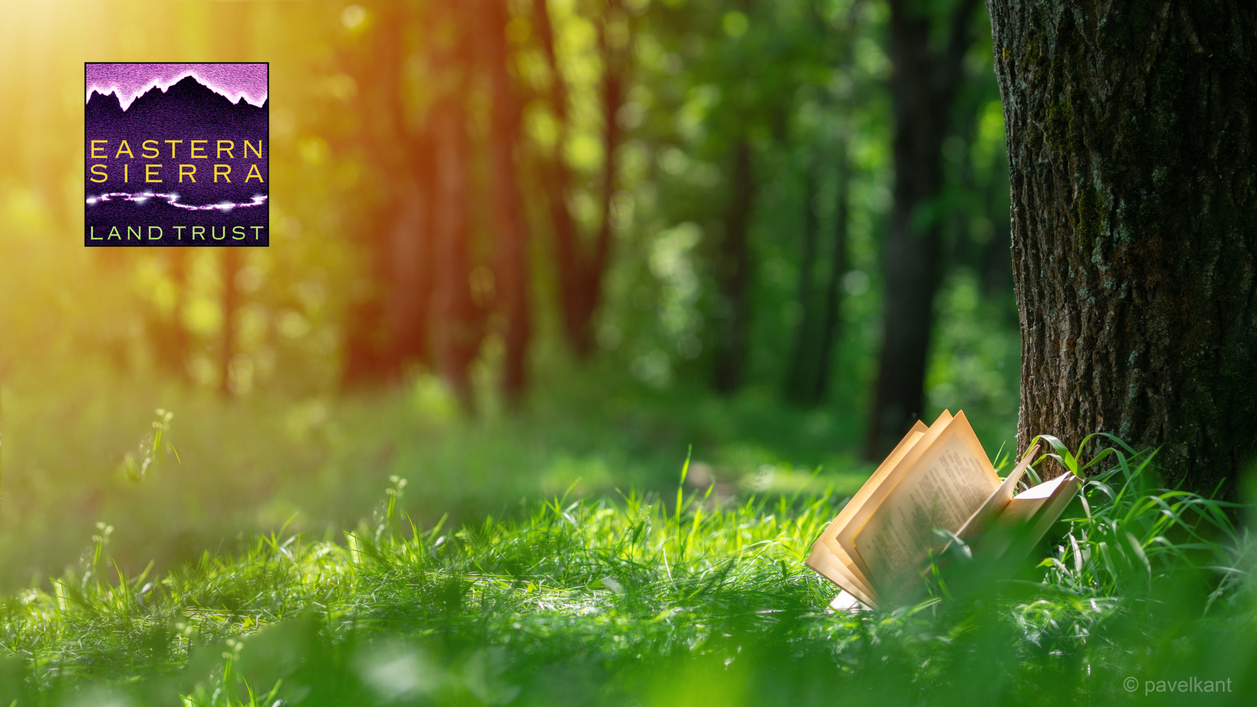 A book resting in grass in a very green forested area