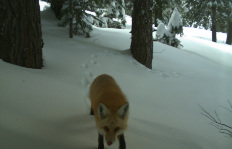 A red fox crossing through snow in a forest, looking toward camera