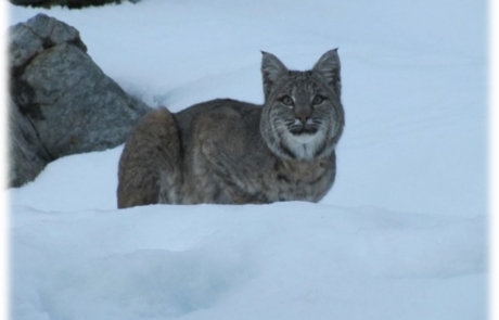 A bobcat in the snow, looking into the camera
