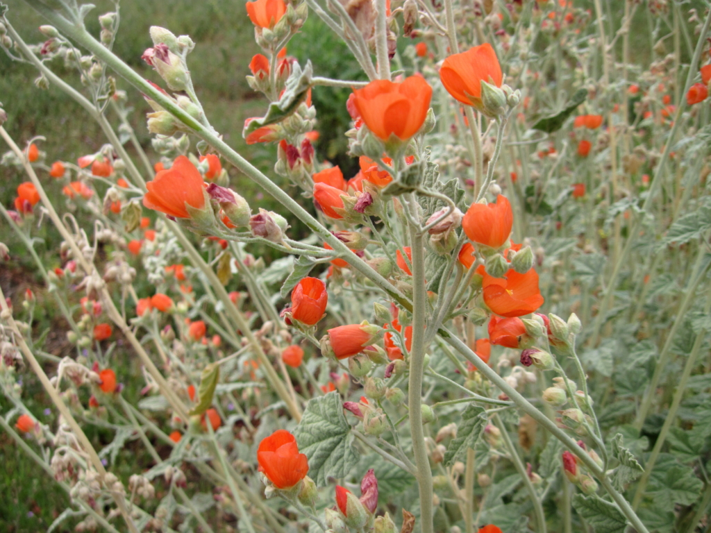 Apricot mallow photo © 2010 Calscape