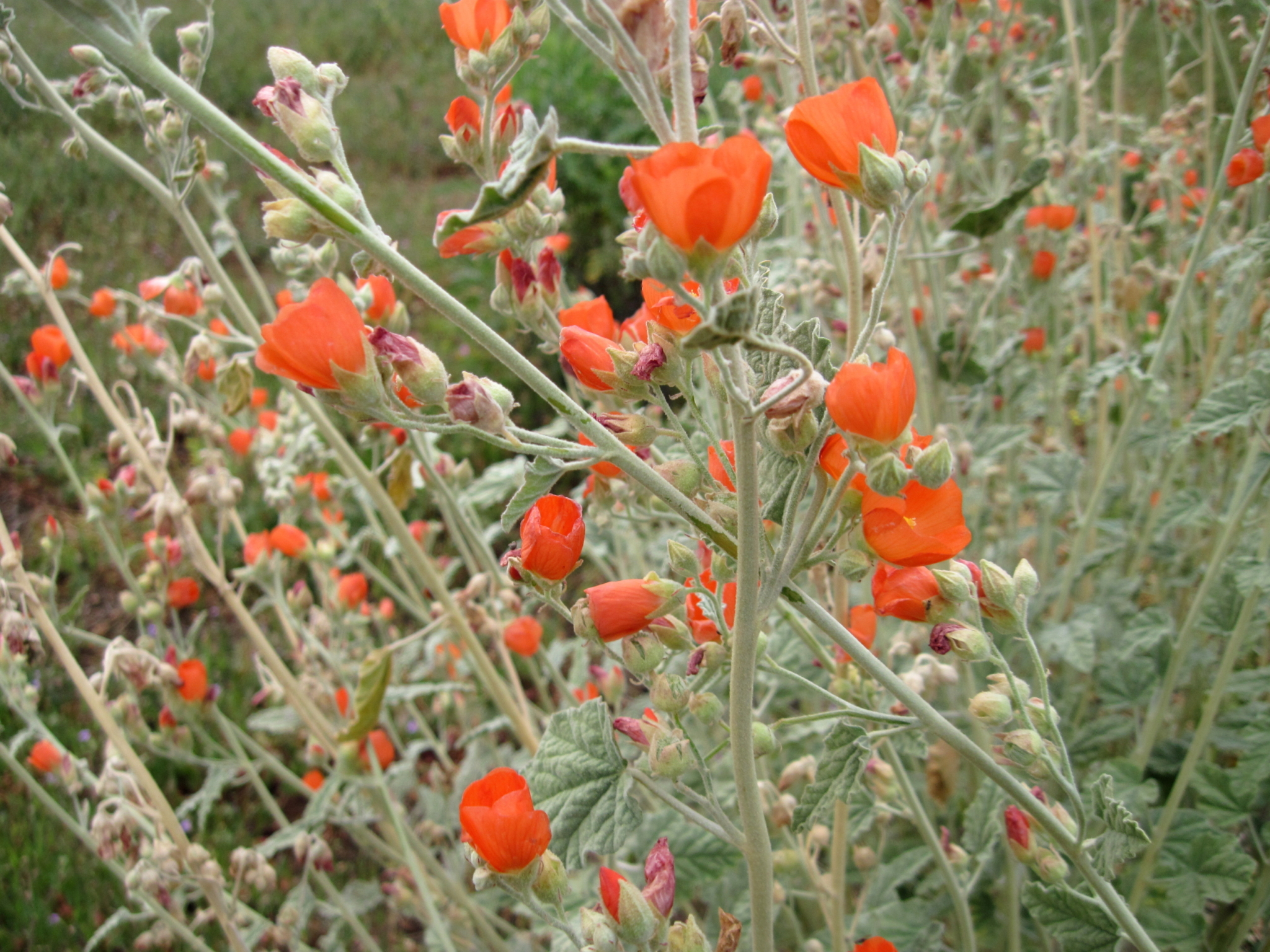 Apricot mallow photo © 2010 Calscape