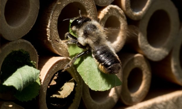 Leafcutter bee entering a Bee house; photo by Jez Dagley