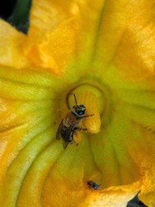 female-squash-bee-with-pollen_E Youngsteadt