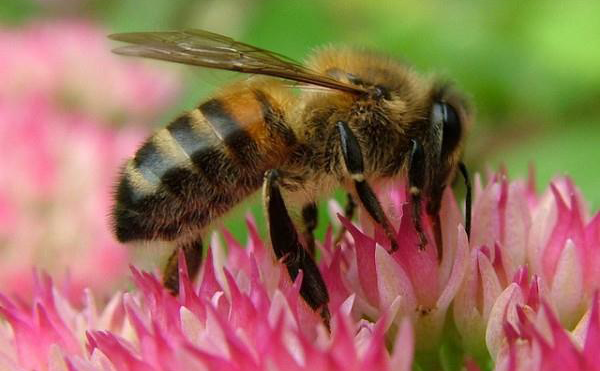 mason-bee-whistling-gardener_Sunnyside Nursery