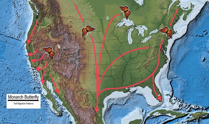 Map of monarch butterfly migration