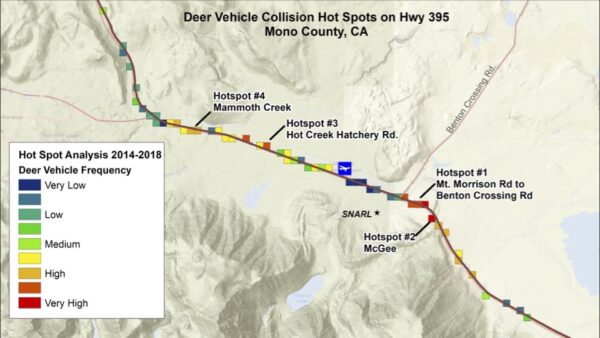 A map of deer-vehicle collision hotspots between the town of Mammoth Lakes and Crowley Lake. 