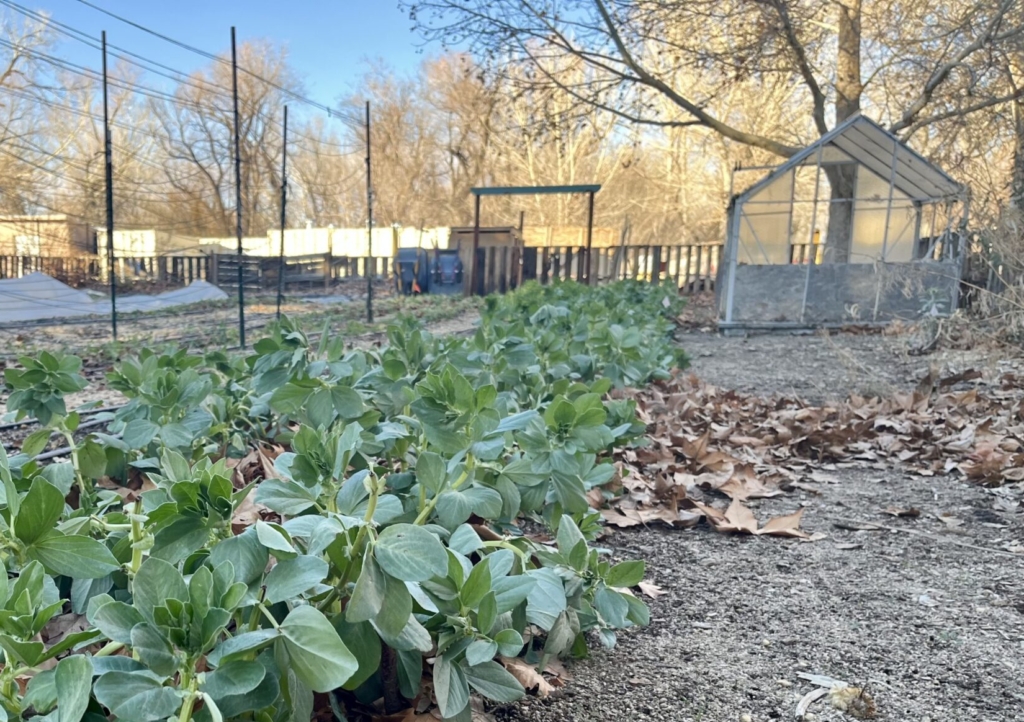 Fava beans grow well in the winter garden managed by the team at the Bishop Paiute Tribe's Food Sovereignty Program.