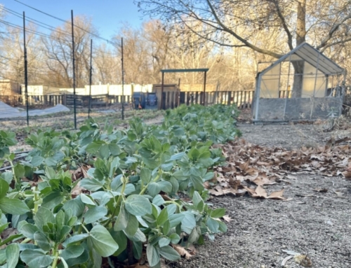 How food sovereignty can build community and deepen connection to the land