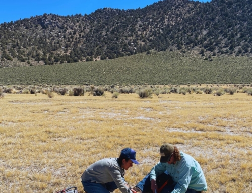 Local ranchers and farmers can restore grasslands to “carbon superhero” status