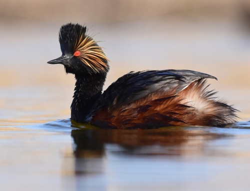 How is Black Lake Preserve an ecological lifeline during migration season?
