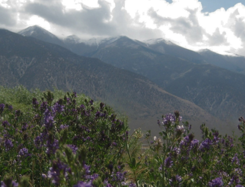 Celebrate 25 years of conservation and community